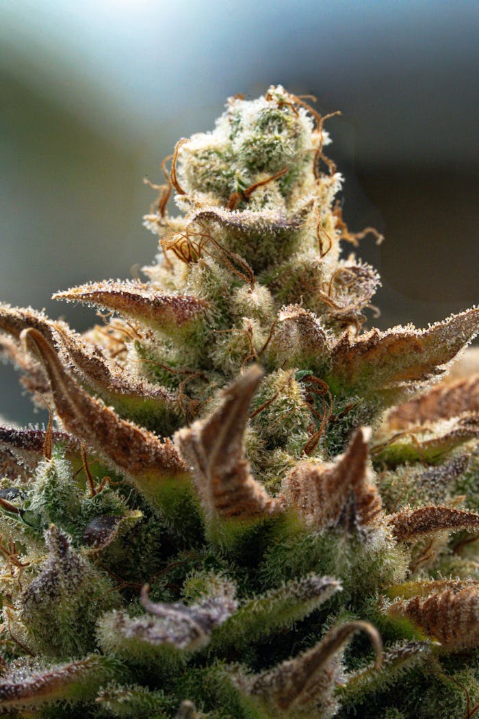 Close-up of a frosty cannabis bud showcasing detailed trichomes and vibrant colors.